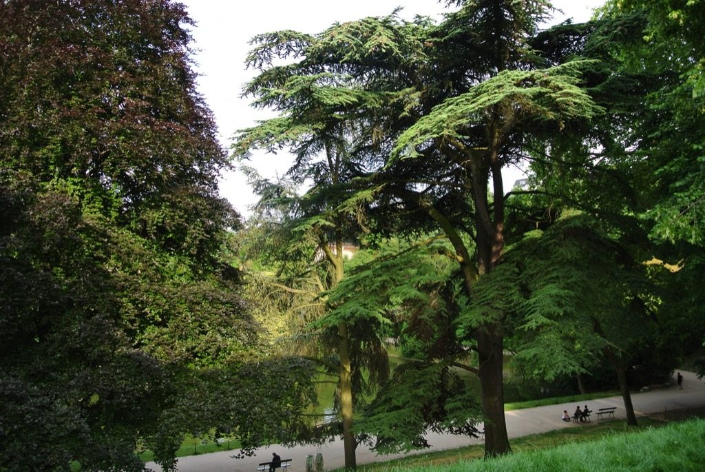 The fabulons Parc des Buttes Chaumont was planted in the 19 ht century