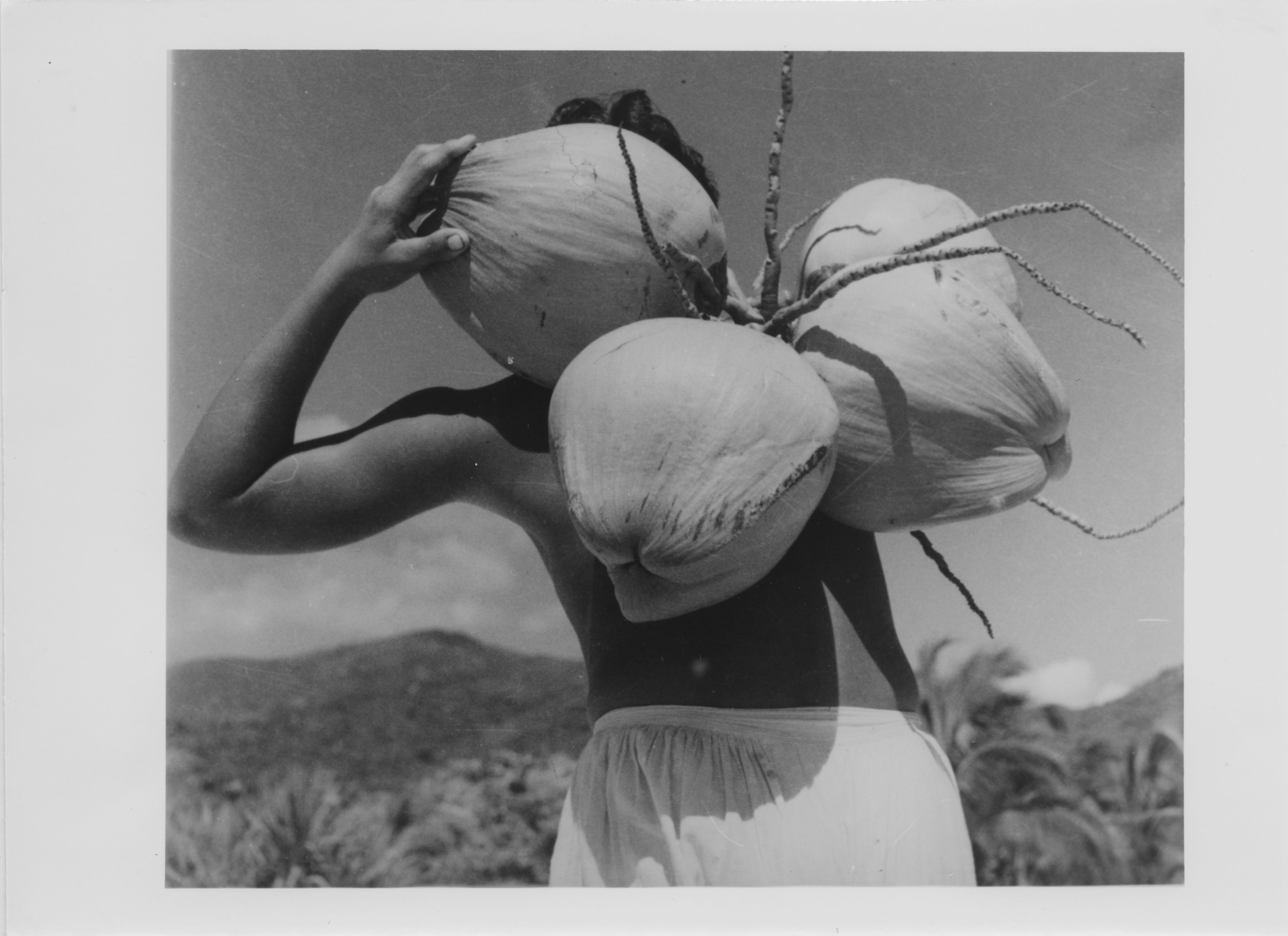 Coconuts, 1949