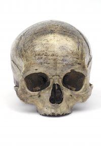 Philosoper René Descartes's skull, ©-M.N.H.N.-JC Domenech.