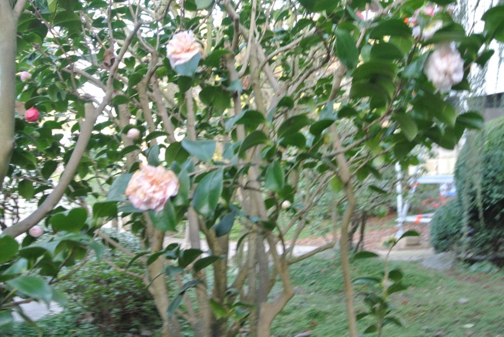 Camellias were already in bloom in January