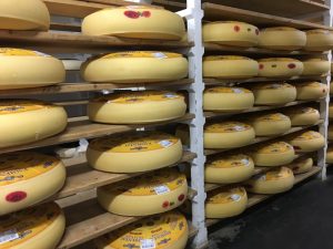 Wheels of emmental are kept in the cellar of the cheese pavilion