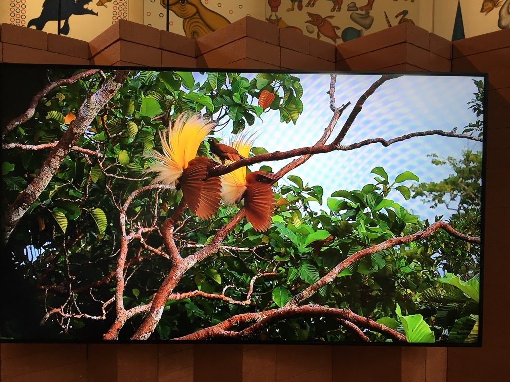 Five screens show 2.5 mn films of birds siging from Cornell University lab of ornithology. Here a very special Paradise bird
