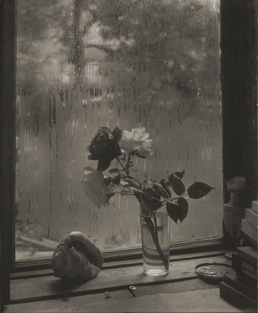 Josef Sudek, La dernière rose, 1956, Musée des beaux Arts du Canada, Ottawa